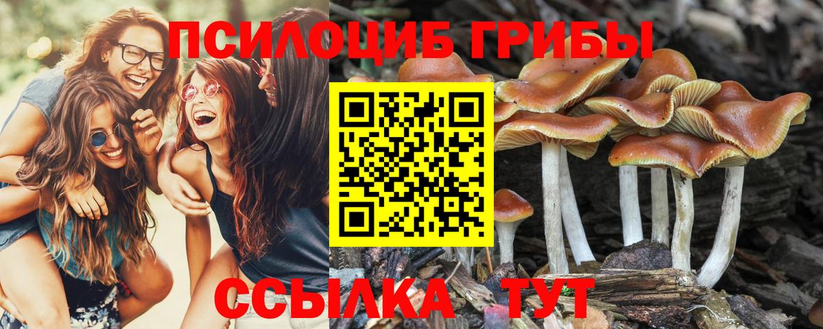 Псилоцибиновые грибы прущие грибы  Псилоцибиновые грибы мицелий  Черногорск  Вход с VPN 